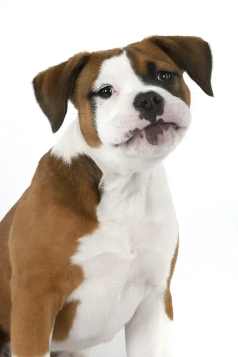 Framed Print : DOG. Bulldog X breed, 16 weeks old puppy, head & shoulders, studio, white background Framed Print : DOG. Bulldog X breed, 16 weeks old puppy, head & shoulders, studio, white background