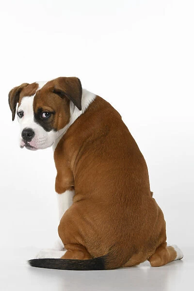DOG. Bulldog X breed, 16 weeks old puppy, sitting looking around over shoulder, studio, white background