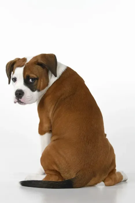 Framed Print : DOG. Bulldog X breed, 16 weeks old puppy, sitting looking around over shoulder, studio, white background Framed Print : DOG. Bulldog X breed, 16 weeks old puppy, sitting looking around over shoulder, studio, white background