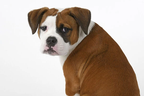 DOG. Bulldog X breed, 16 weeks old puppy, sitting looking around over shoulder, studio, white background