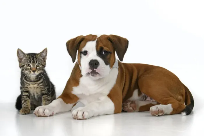 Framed Print : DOG. Bulldog X breed, 16 weeks old puppy, lying with kitten, , studio, white background Framed Print : DOG. Bulldog X breed, 16 weeks old puppy, lying with kitten, , studio, white background