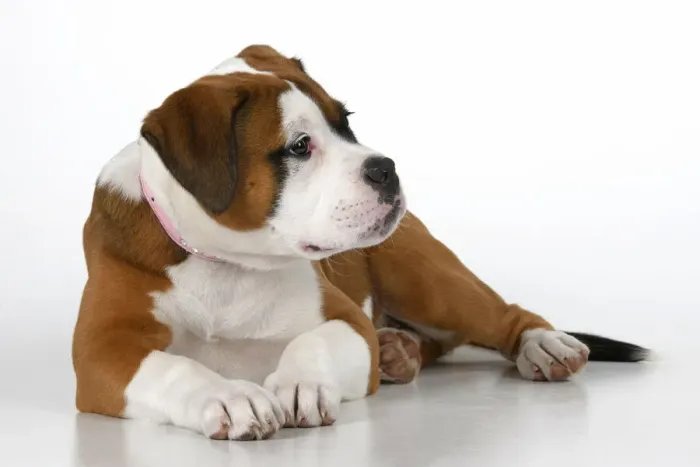 Framed Print : DOG. Bulldog X breed, 16 weeks old puppy, laying, studio, white background Framed Print : DOG. Bulldog X breed, 16 weeks old puppy, laying, studio, white background