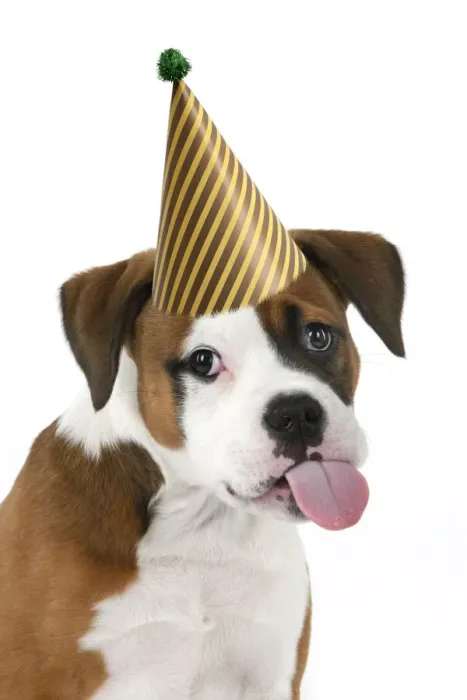 Framed Print : DOG. Bulldog X breed, 16 weeks old puppy, head & shoulders, tougue out wearing a party hat Framed Print : DOG. Bulldog X breed, 16 weeks old puppy, head & shoulders, tougue out wearing a party hat