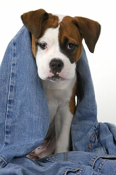 DOG. Bulldog X breed, 16 weeks old puppy in some denim jeans, studio