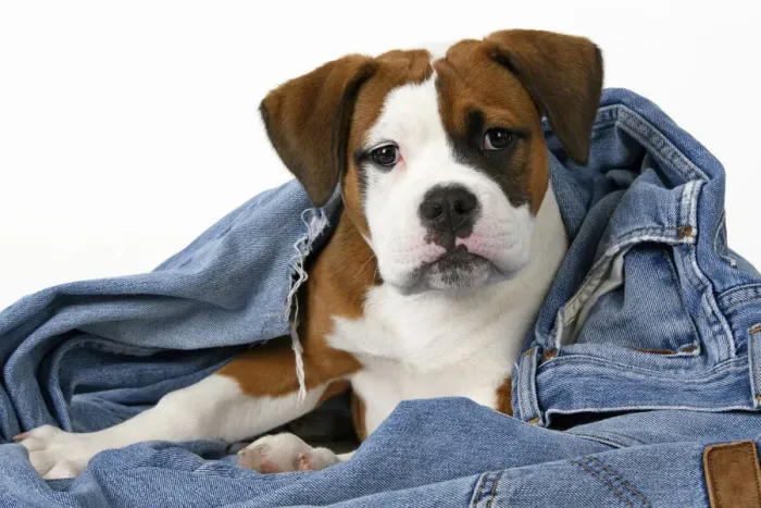 Framed Print : DOG. Bulldog X breed, 16 weeks old puppy in some denim jeans, studio Framed Print : DOG. Bulldog X breed, 16 weeks old puppy in some denim jeans, studio