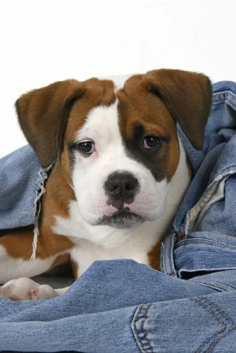 Framed Print : DOG. Bulldog X breed, 16 weeks old puppy in some denim jeans, studio Framed Print : DOG. Bulldog X breed, 16 weeks old puppy in some denim jeans, studio