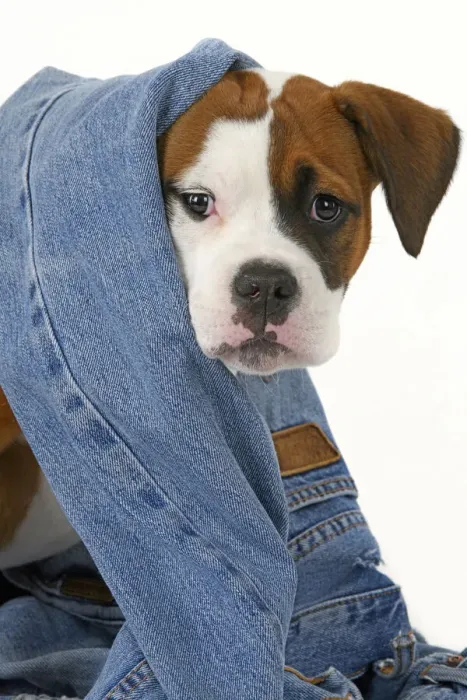 Framed Print : DOG. Bulldog X breed, 16 weeks old puppy in some denim jeans, studio Framed Print : DOG. Bulldog X breed, 16 weeks old puppy in some denim jeans, studio