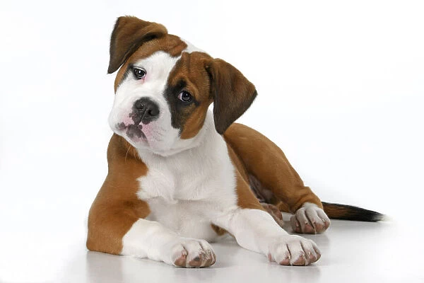 DOG. Bulldog X breed, 16 weeks old puppy, laying, studio, white background