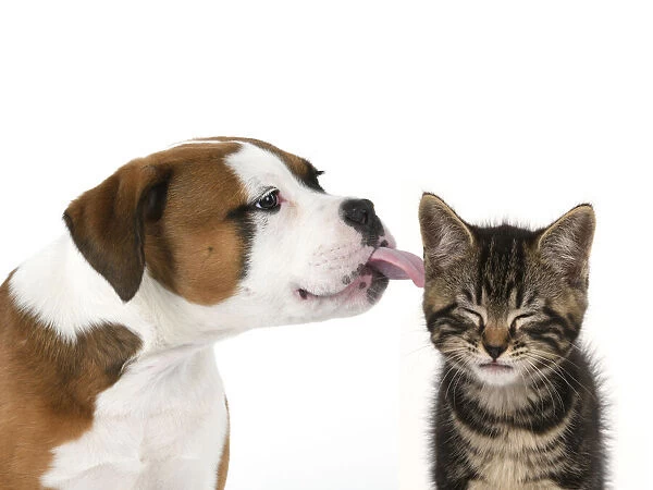 DOG. Bulldog X breed, 16 weeks old puppy licking a Tabby kitten who doesn't really like it