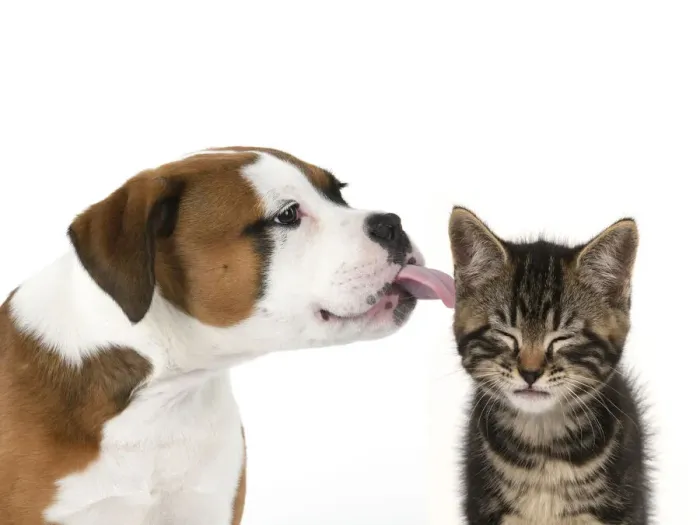 Framed Print : DOG. Bulldog X breed, 16 weeks old puppy licking a Tabby kitten who doesn't really like it