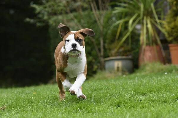 DOG. Bulldog X breed, 16 weeks old puppy running to camera in a garden