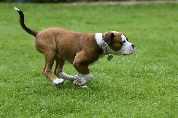 DOG. Bulldog X breed, 16 weeks old puppy running in a garden