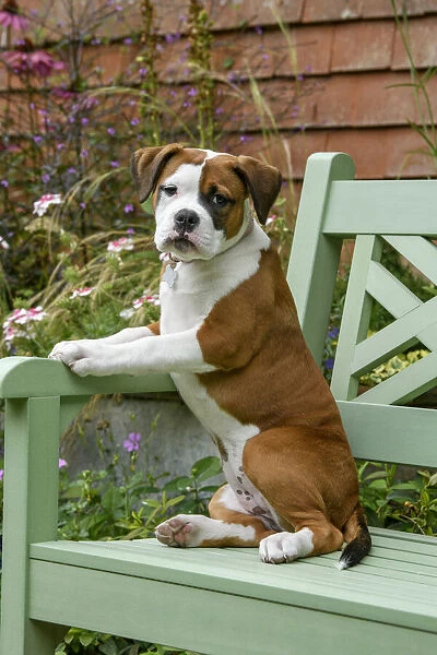 DOG. Bulldog X breed, 16 weeks old puppy sitting on a garden bench