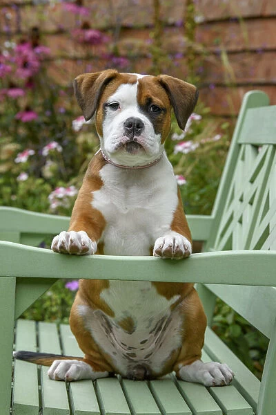 DOG. Bulldog X breed, 16 weeks old puppy sitting on a garden bench