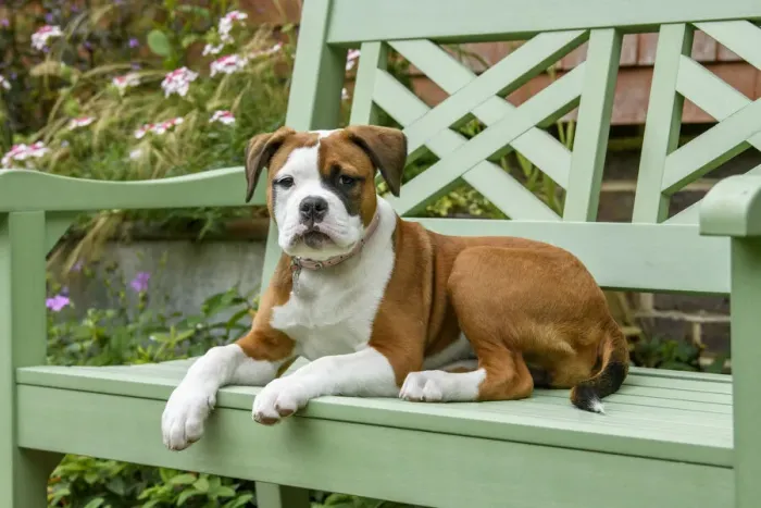 Framed Print : DOG. Bulldog X breed, 16 weeks old puppy sitting on a garden bench Framed Print : DOG. Bulldog X breed, 16 weeks old puppy sitting on a garden bench