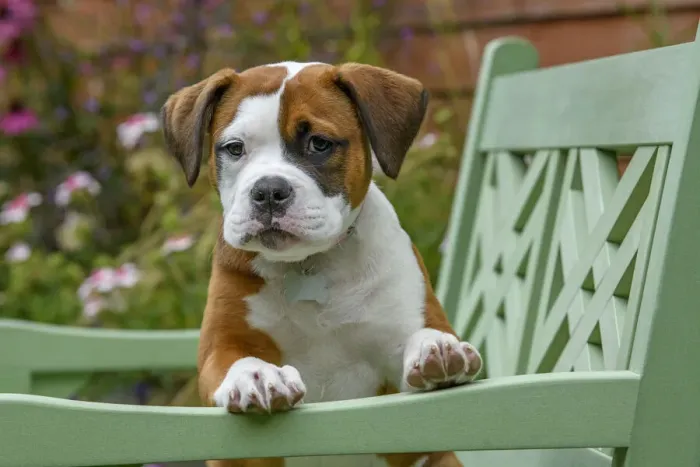 Framed Print : DOG. Bulldog X breed, 16 weeks old puppy sitting on a garden bench Framed Print : DOG. Bulldog X breed, 16 weeks old puppy sitting on a garden bench