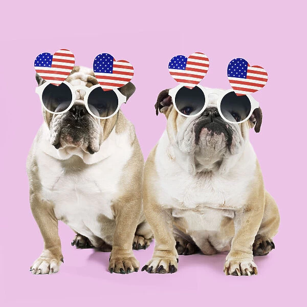 Dog, Bulldogs wearing heart shaped American flag glasses