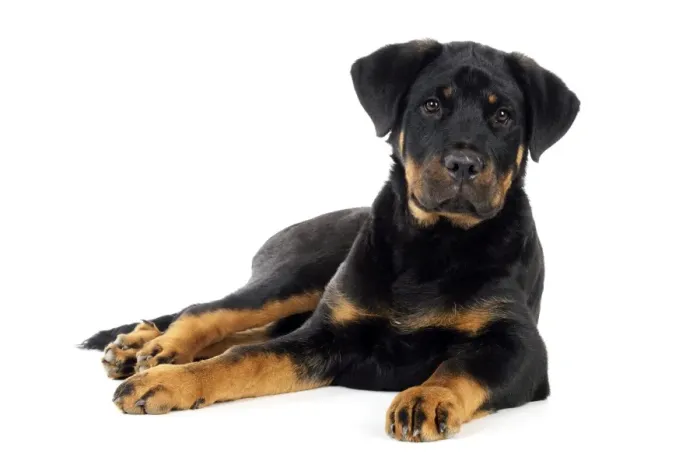 Framed Print : DOG - Bullmastiff x rottweiler Framed Print : DOG - Bullmastiff x rottweiler