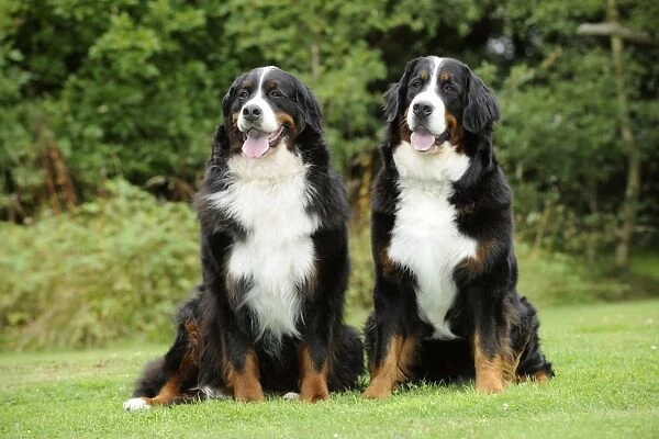 Dog - Burnese Mountain Dogs sitting on grass