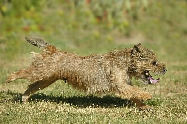 Dog - Cairn Terrier, running