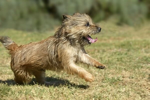 Dog - Cairn Terrier, running