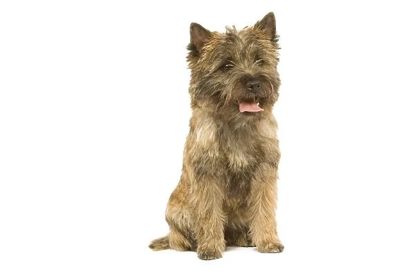 Dog - Cairn Terrier in studio