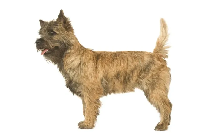 Framed Print : Dog - Cairn Terrier in studio Framed Print : Dog - Cairn Terrier in studio