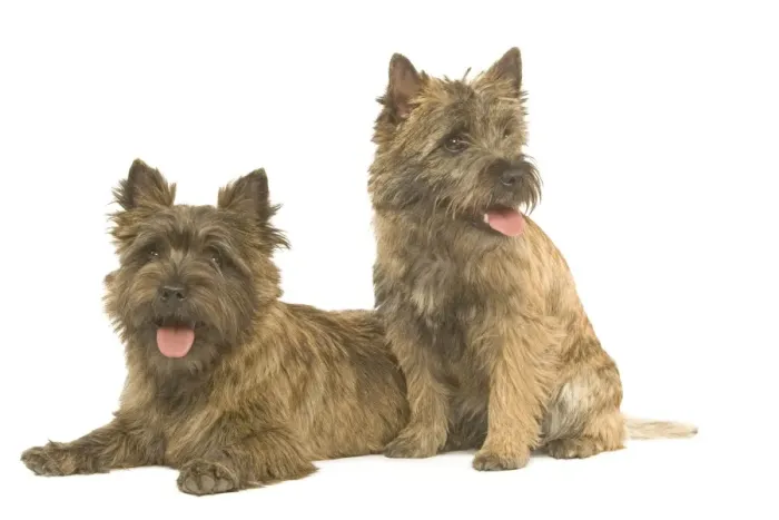 Framed Print : Dog - Cairn Terrier in studio Framed Print : Dog - Cairn Terrier in studio