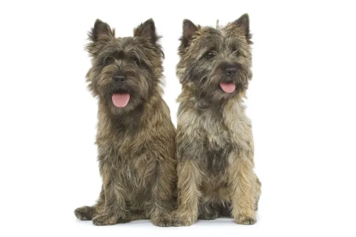 Framed Print : Dog - Cairn Terrier in studio Framed Print : Dog - Cairn Terrier in studio