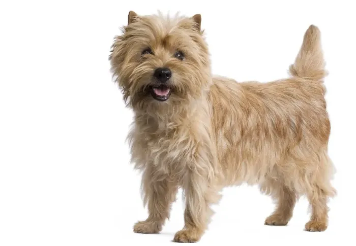 Framed Print : Dog - Cairn Terrier in studio Framed Print : Dog - Cairn Terrier in studio