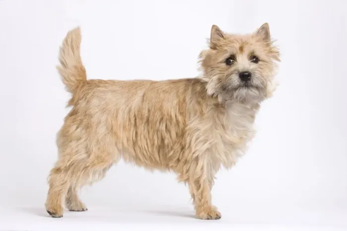 Framed Print : Dog - Cairn Terrier in studio Framed Print : Dog - Cairn Terrier in studio