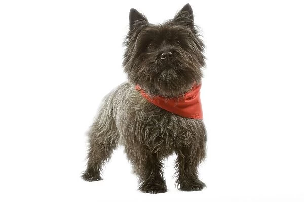 Dog - Cairn Terrier wearing handkerchief  /  neckerchief