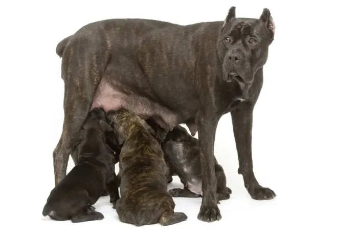 Framed Print : Dog - Cane Corso Dog (Italian Guard Dog) - mother with puppies suckling