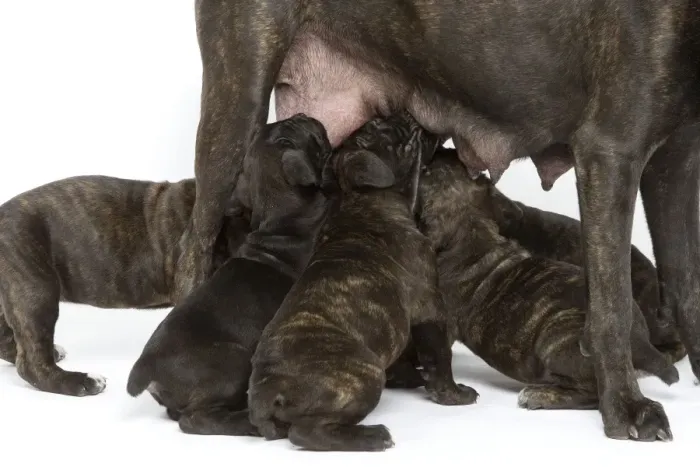Framed Print : Dog - Cane Corso Dog (Italian Guard Dog) - mother with puppies suckling Framed Print : Dog - Cane Corso Dog (Italian Guard Dog) - mother with puppies suckling
