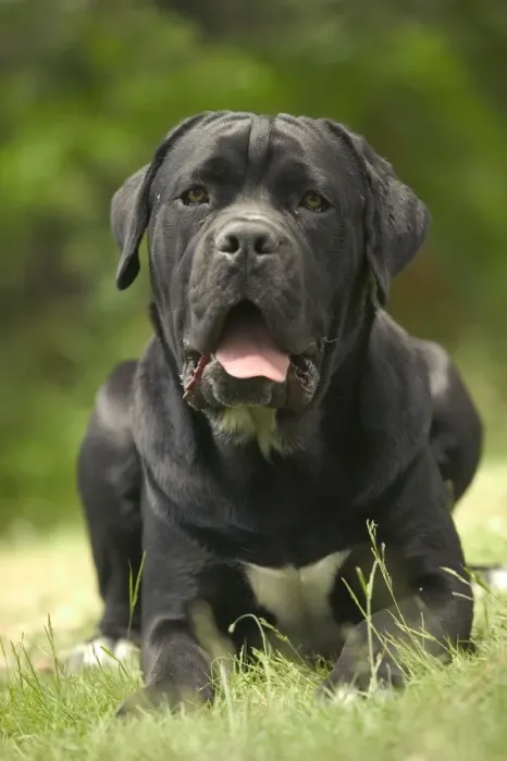 Framed Print : DOG - Cane Corso / Italian Mastiff Framed Print : DOG - Cane Corso / Italian Mastiff