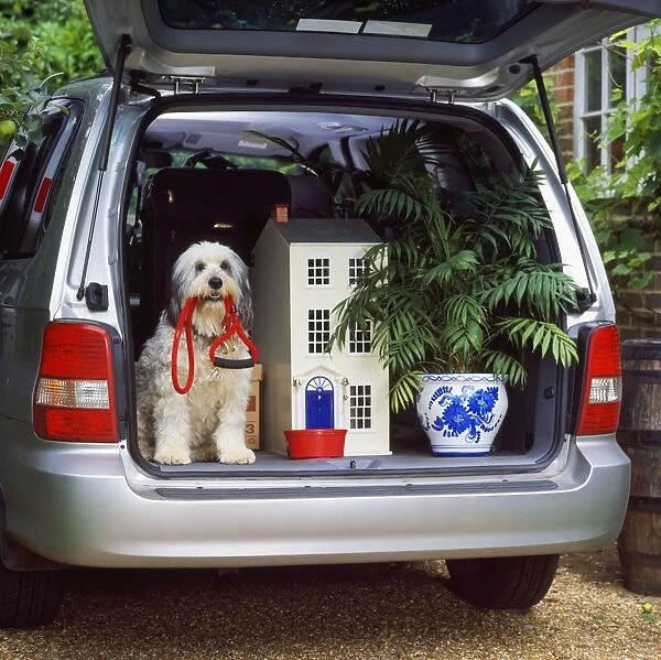 Dog - in car (moving house)