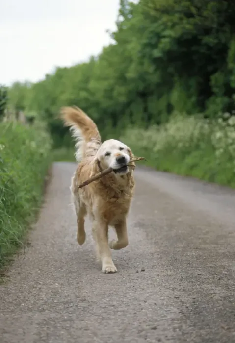 Framed Print : Dog - carrying stick