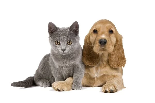 Dog & Cat - Cocker Spaniel puppy in studio with Chartreux kitten