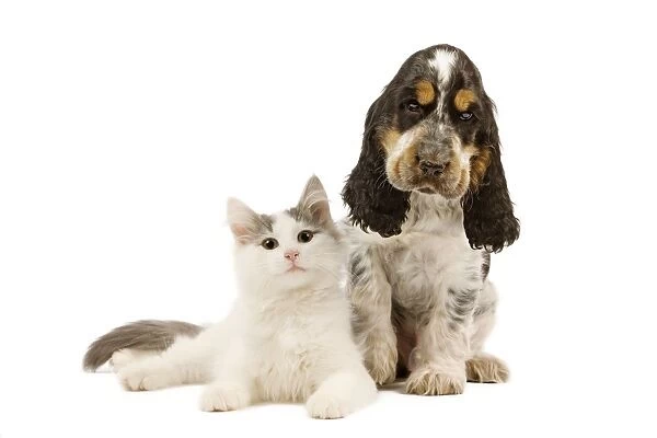 Dog & Cat - Cocker Spaniel in studio with kitten
