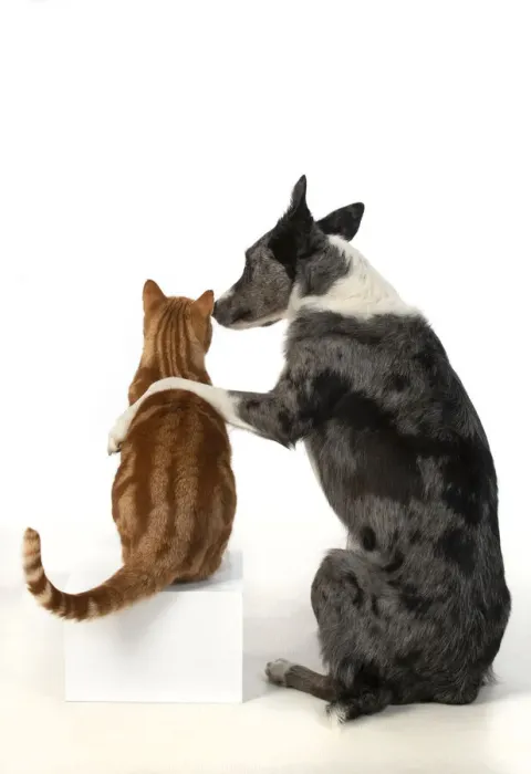 Framed Print : DOG & CAT, Collie x dog sitting with paw over ginger cat, studio, cute Framed Print : DOG & CAT, Collie x dog sitting with paw over ginger cat, studio, cute