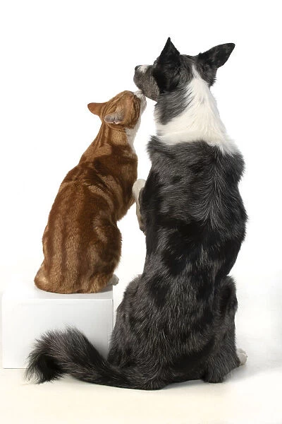 DOG & CAT, Collie x dog sitting with paw over ginger cat, 'kissing 'studio, cute