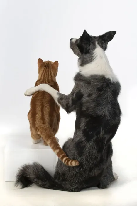 Framed Print : DOG & CAT, Collie x dog sitting with paw over ginger cat, studio, cute Framed Print : DOG & CAT, Collie x dog sitting with paw over ginger cat, studio, cute