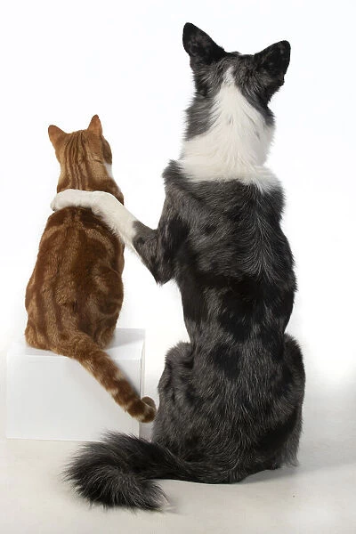 DOG & CAT, Collie x dog sitting with paw over ginger cat, studio, cute