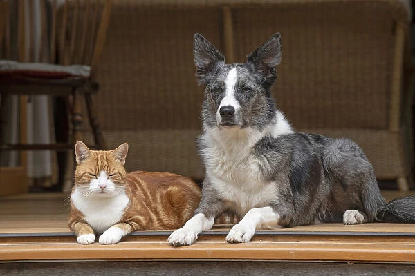 DOG & CAT, Collie x and ginger cat, sitting together looking out froma garden room