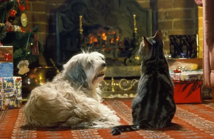 Framed Print : Dog & Cat - in front of fire at Christmas Framed Print : Dog & Cat - in front of fire at Christmas