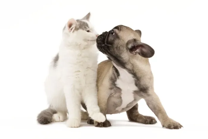 Framed Print : Dog & Cat - French Bulldog puppy in studio with kitten Framed Print : Dog & Cat - French Bulldog puppy in studio with kitten