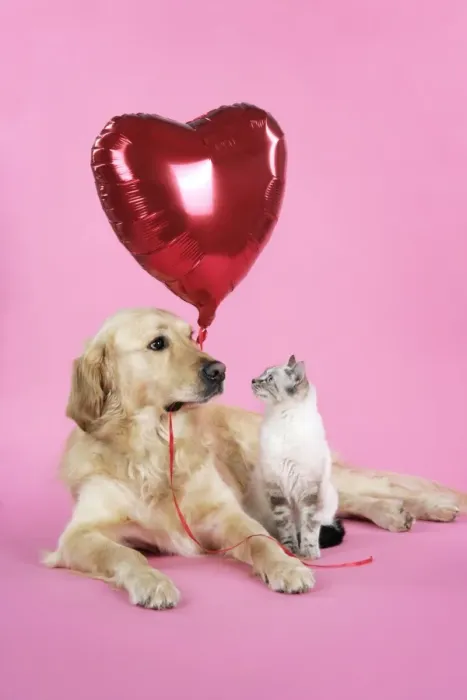 Framed Print : Dog and Cat - Golden Retriever and cat with heart balloon