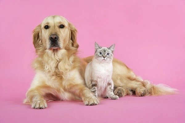 Dog and Cat - Golden Retriever and cat laying down