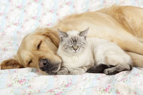 Dog and Cat - Golden Retriever and cat laying down