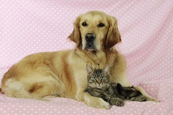 DOG and CAT. Golden retriever laying with a tabby cat